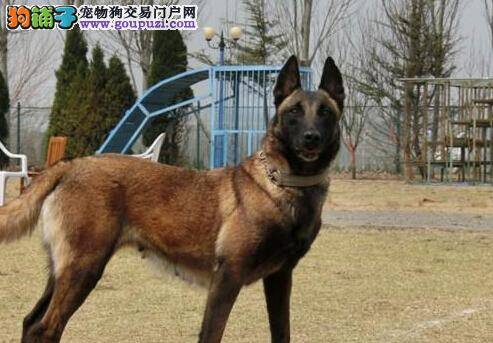 别盲目跟风 护理马犬牙齿需知四大点