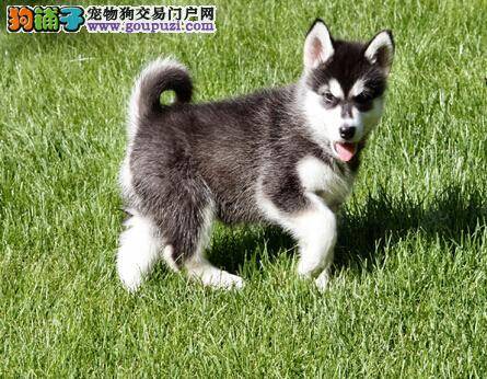 排出狗狗胃内异物 科学治疗阿拉斯加犬的胃内异物症