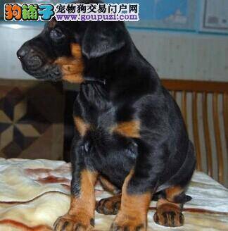 挑选杜宾犬精神状态最重要