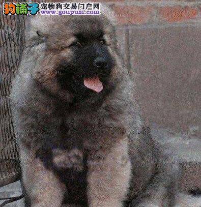 怎样把高加索犬打造成一只稳重的狗狗