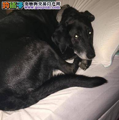 狗狗也会有白发！汪星人长白毛的5个原因