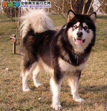 狗狗生病有提示 阿拉斯加犬健康出问题时会有哪些表现