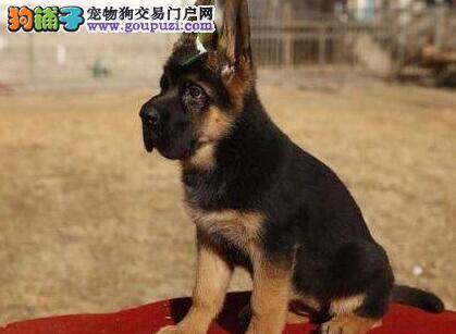 德国牧羊犬患上胃溃疡应如何治愈