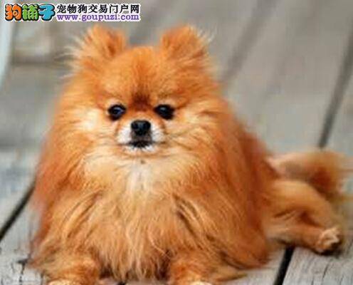 熟悉博美犬 了解博美犬的优点缺陷