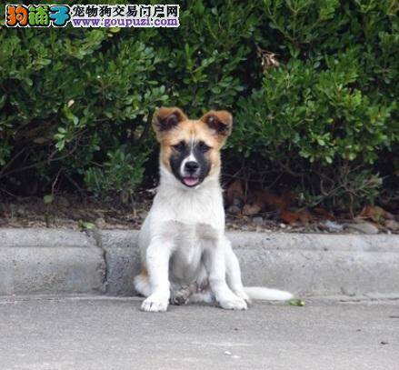 小白狗痴等一天 弃犬苦等主人无果