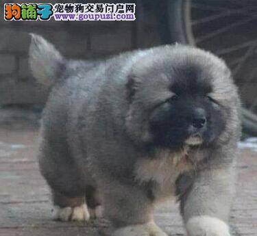 高加索犬乱吃东西，都拉稀了怎么办