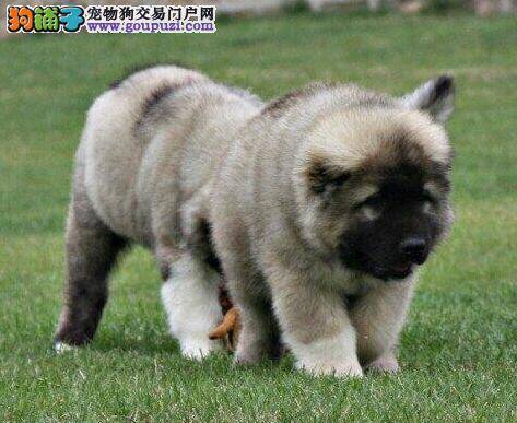 高加索犬拉稀，带粘膜是病了吗