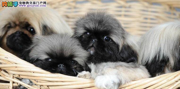 京巴犬口吐白色泡沫是什么原因