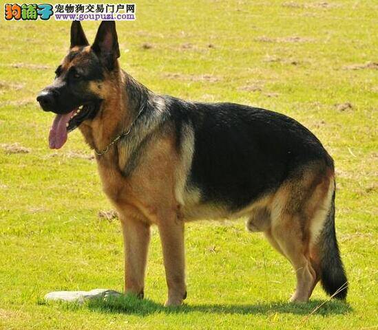 德国牧羊犬的几点特征与挑选要点