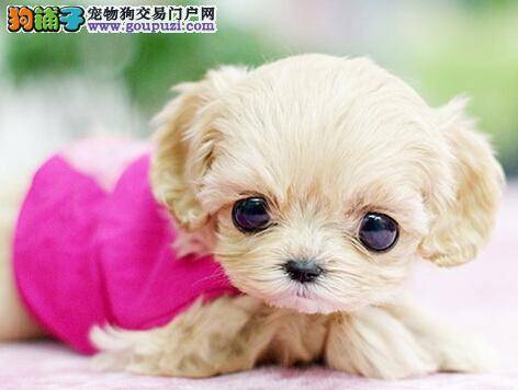 洗浴小窍门 给茶杯犬洗澡要注意哪六点注意事项