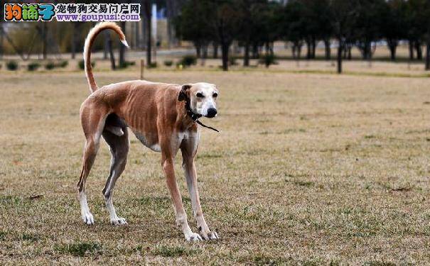 细谈灵缇犬和细狗有什么区别