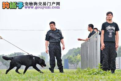 北京全面提升安保级别 多只搜油犬上岗