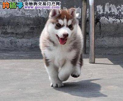 前几天拿回来的哈士奇有点拉稀怎么办