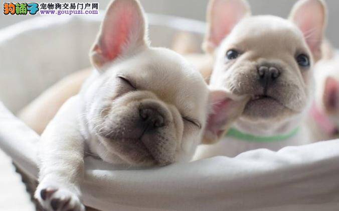法国斗牛犬哮喘的症状 治疗法牛哮喘的方法