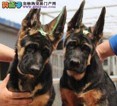 怎样照顾未满月的德国牧羊犬