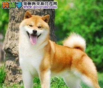 判断柴犬是否感冒的方法