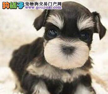 雪纳瑞越来越瘦，挑食怎么办