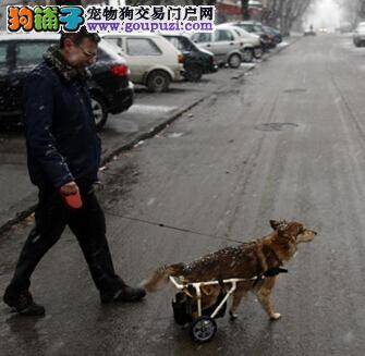 主人粗心致牧羊犬走失 爱心城管寻回后代养数日