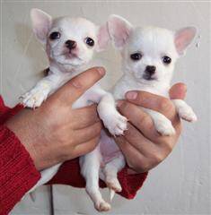 吉娃娃身上出现湿疹怎么办