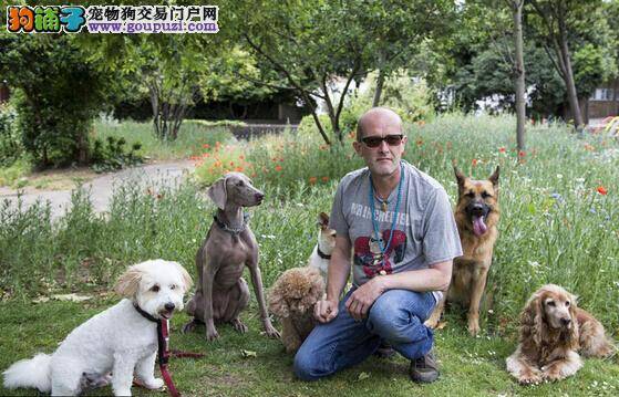 狗妈妈意外走失 幼犬没了奶水急需喂养