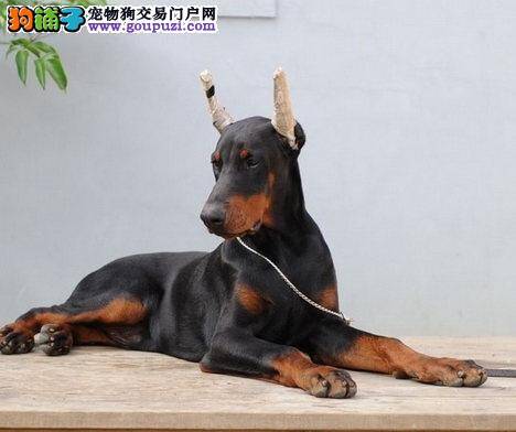 杜宾犬眼睛周围有很多眼屎，如何清理