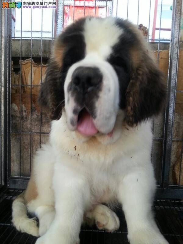 怎样能买到很适合自己饲养的圣伯纳犬