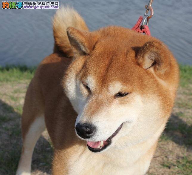 柴犬饲养方法及幼犬的照顾事项