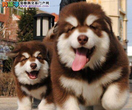阿拉斯加犬产生体臭的原因及治疗方法