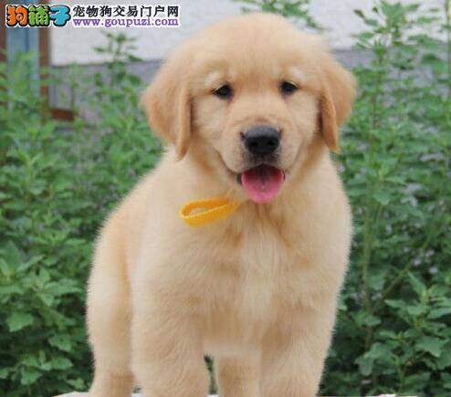 金毛犬的选购有哪些最适合你的方法