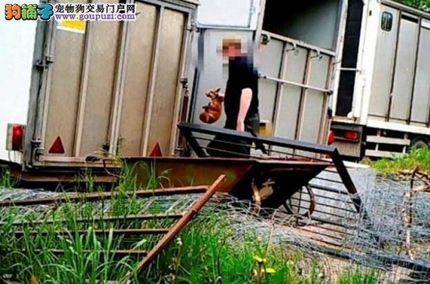 男子为训练猎犬，竟将狐狸幼崽丢入狗舍