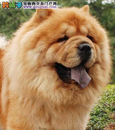 三个训练要点让松狮犬成为安静的“美男子”