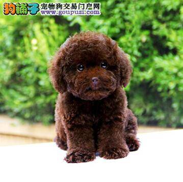 健康与性格 挑选优秀泰迪犬的两大条件