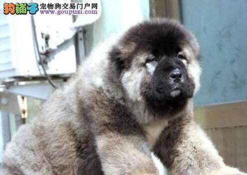 高加索犬口吐黄水，鼻子干用什么药好