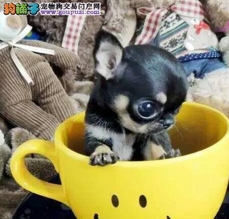 吉娃娃吃新换的狗粮为什么总是拉稀