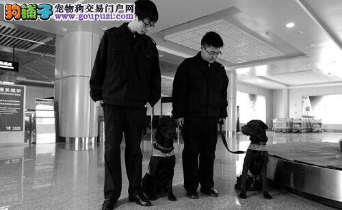 义务机场租用检疫犬协助安检工作
