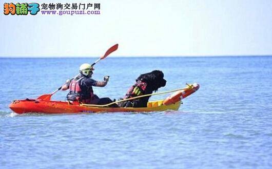 西班牙海滨小镇招募狗狗担任救生员