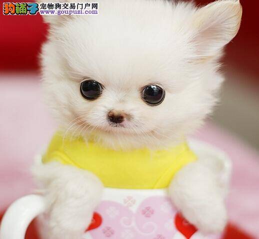 学会趴下技能 培养茶杯犬成为“武功超群”的宠物狗