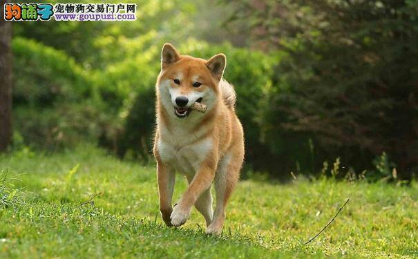 柴犬优缺点 养日本柴犬前必知