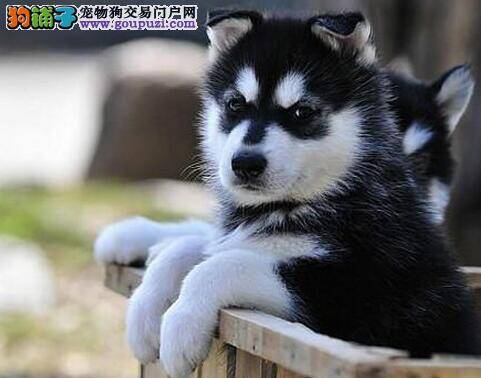 阿拉斯加犬嘴边掉毛这是螨虫吗 应如何治疗