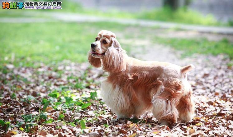 可卡犬拉出很多的虫子需要怎样帮助它驱虫