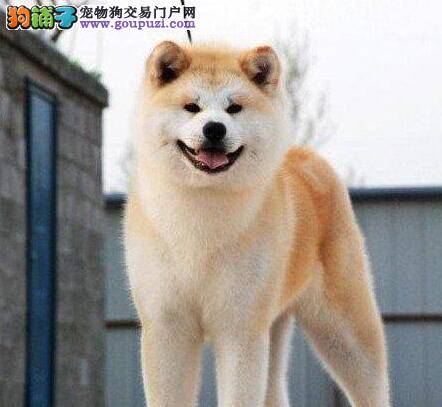 选购秋田犬的方法 如何挑选好的秋田犬