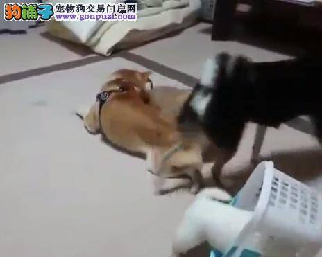 全国校犬调查 我们的狗老师