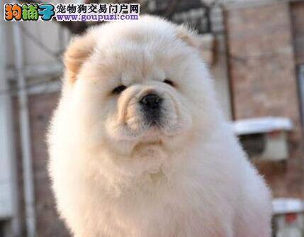 购买松狮犬要小心的几点地方