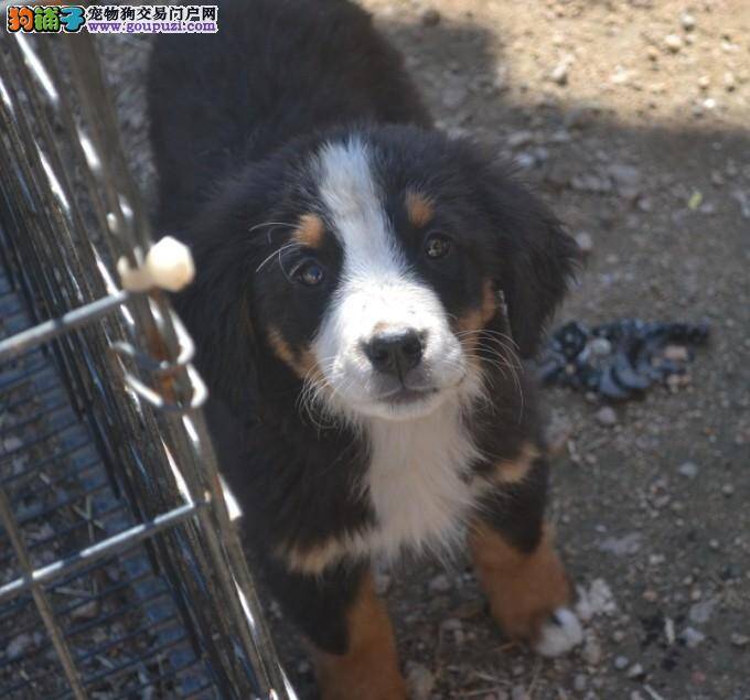 伯恩山犬拉稀还十分挑食该怎么办