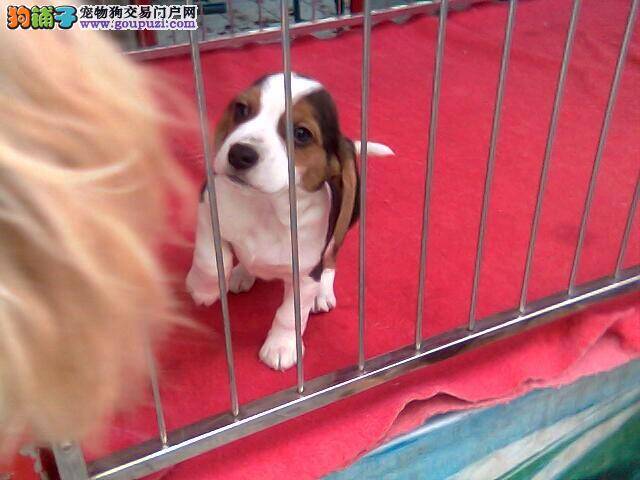 比格犬护食不是大事却要改正