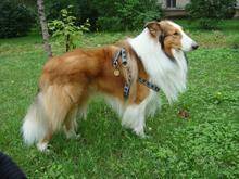 苏格兰牧羊犬肠胃不好频繁呕吐怎么办