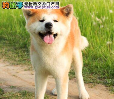 秋田犬有严重的口臭是怎么回事