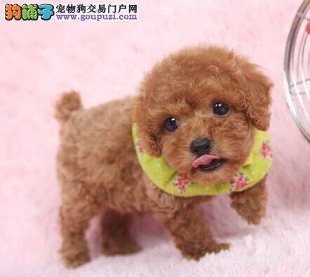 泰迪犬不知道为什么拉稀不止 求解答