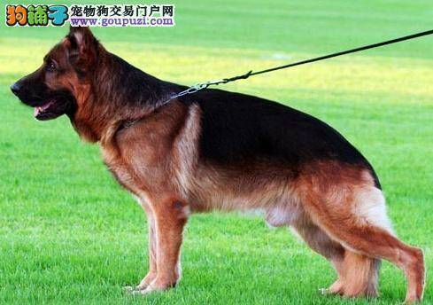 德牧狗狗春天常见咳嗽或脱毛现象，主人要稍微注意