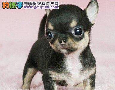 什么时候训练吉娃娃到指定的地点上厕所